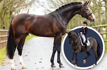 Embryon solgt til Danmark for 460.000 kr.