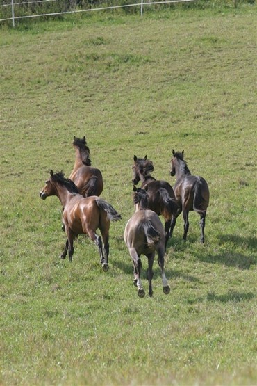 Hestens pris til Bog&oslash; Rideklub