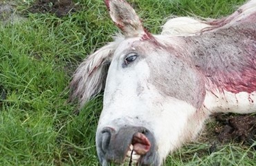 Hest skudt i hovedet