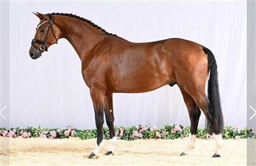 Dressurhingstekollektionen i Verden