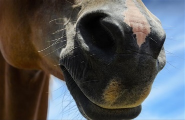 Heste kan ogs&aring; smile