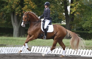 Egnethedstest i Region 5