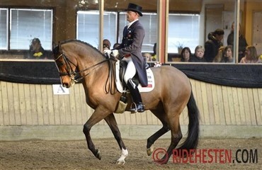 Grand Prix-hest til salg p&aring; Ridehesten