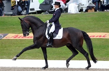Florida: Gold Coast Dressage