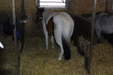 Pony m&aring;tte aflives efter mishandling