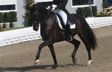 Rothenbergers Grand Prix-hest solgt til USA