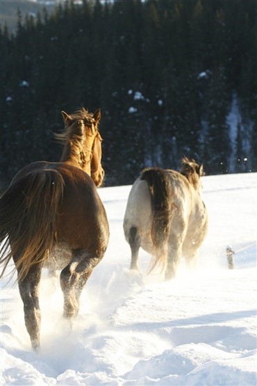 Hestehandler ben&aelig;gter kendskab til d&oslash;de heste