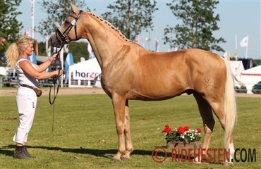 Amarone blev skuets bedste hingst