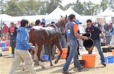 Risikofaktorer for distanceheste