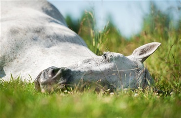 F&aring;r din hest nok s&oslash;vn?