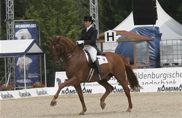 DV Grand Prix-hest Maximus pensioneret
