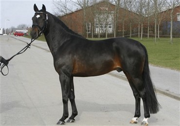Ponyhingstek&aring;ring i Neumünster