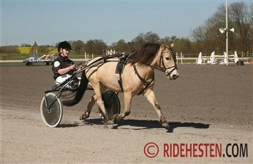 Kom til ponytrav i Aalborg og p&aring; Sydsj&aelig;lland