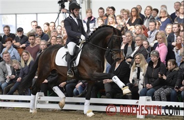 Hingsteweekend p&aring; Clipmyhorse