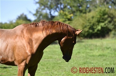 Hvorfor foretr&aelig;kker fluer nogle heste fremfor andre?