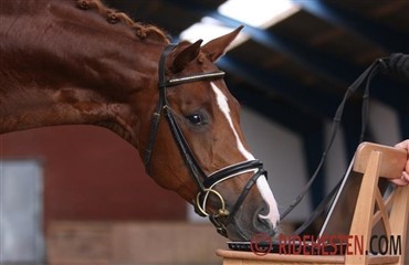 Horse Auctions s&oslash;ger heste til netauktion