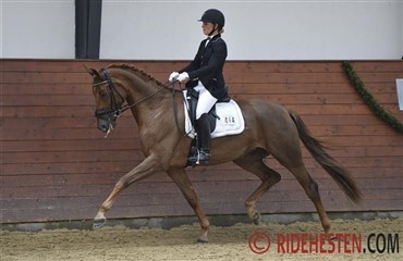 Dressur i Middelfart
