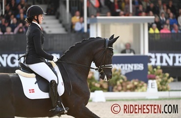 &Aring;rets dressurheste i Dansk Varmblod