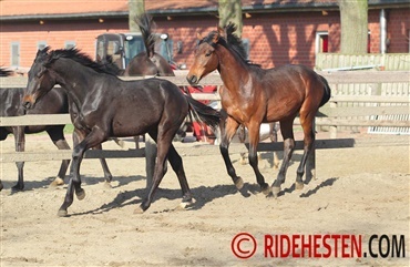 Ny britisk DNA-lov skaber debat