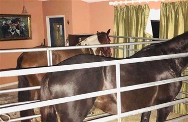 Tog hestene ind i sikkerhed i huset