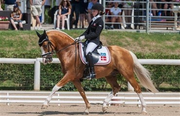Fantastisk ponylandsst&aelig;vne i Holte 