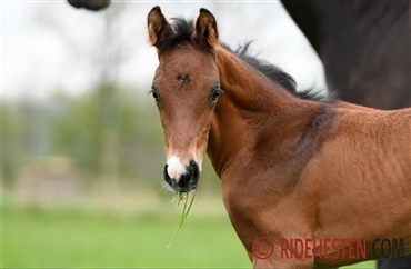 Optimale v&aelig;kstbetingelser for f&oslash;l