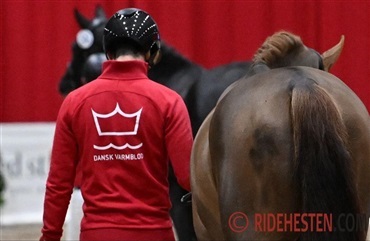 11 unge springhingste godkendt