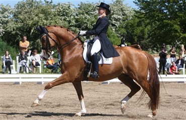 Bruttotrupper for junior- og ungryttere