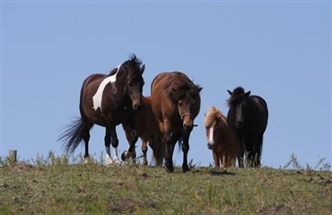De islandske heste n&oslash;dslagtes ikke i stor stil