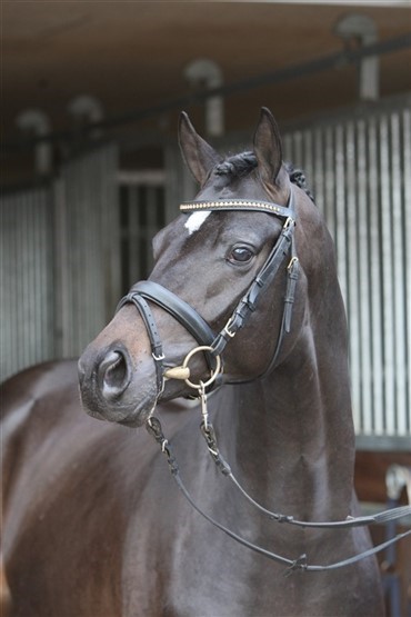 Web-TV: Trakehnerhingste