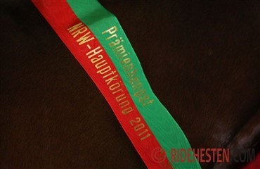 Westfalerhingstekollektion med video