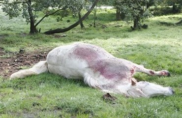 Hest brutalt myrdet og parteret p&aring; fold