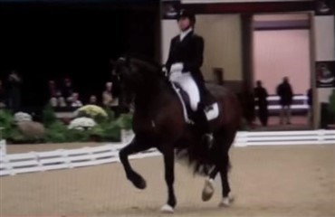 Welsh cob vinder GP Kür - VIDEO
