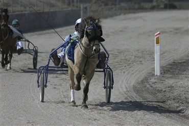 Schleroseramt kvinde mister trailer og sulky
