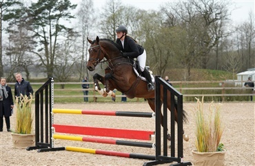 Vellykket hingsteshow i Sverige