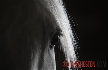 Er min hest m&oslash;rker&aelig;d?