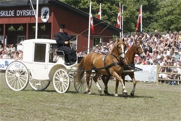 Tag til dyrskue i dag