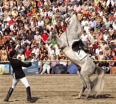 Tid til tyske hingsteparader