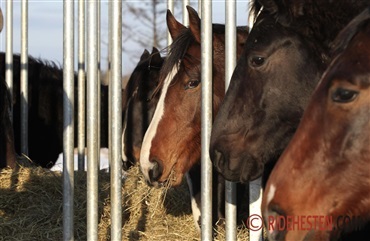 Sunde heste begynder med grovfoderet
