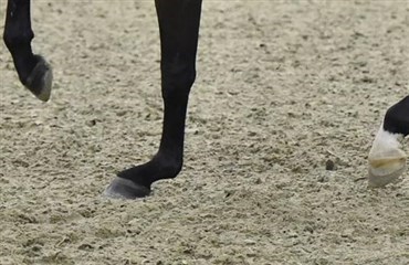 &Aring;rets f&oslash;rste tr&aelig;ningssamling i dressur