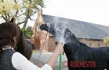 Tips til vask af hest