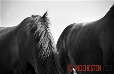 Ny hestek&oslash;dsskandale rammer Europa 