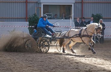 Sk&oslash;nne ponyhingste og showindslag