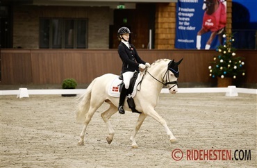 DSP samler 17 hingste til k&aring;ring i Ikast (video)