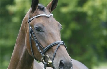 Dansk hoppe vinder af Stall-K’s 4-&aring;rs cup