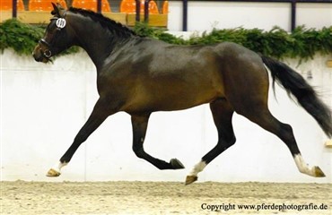 Dansk ponyhingst k&aring;ret i Tyskland