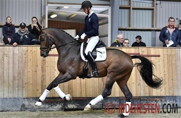 Afslutning af hingstenes 35-dages test