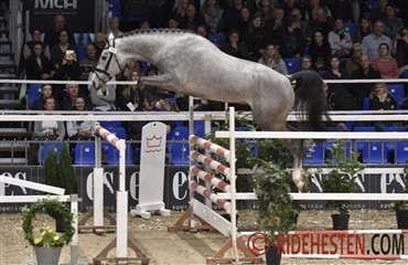 Fremtidens springhingste?