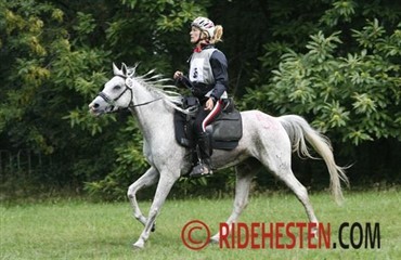 Danskerne godt gennem vet. check