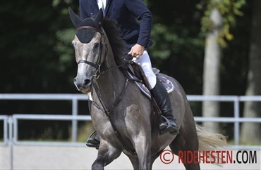 DV-hest i top af Nations Cup